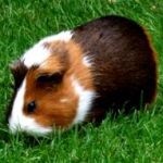 cavia